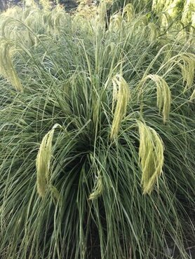 Chionochloa Taupo Lights 3 Litre