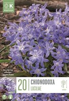 Chionodoxa (Glory of the Snow)