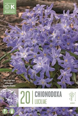 Chionodoxa Luciliae