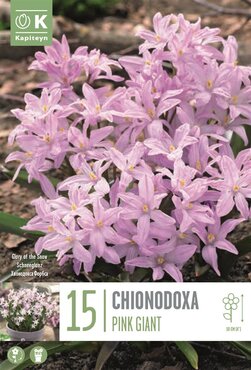 Chionodoxa Pink Giant