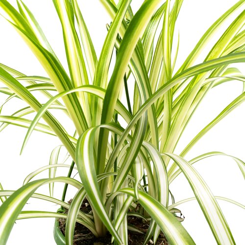 Chlorophytum Vitatum 14cm