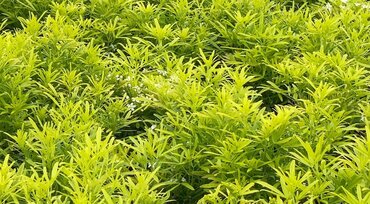 Choisya Aztec Gold 3 Litre - image 1