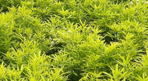 Choisya Aztec Gold Patio Pot 7 Litre - image 1
