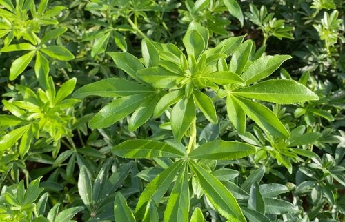 Choisya Greenfingers 7.5 Litre - image 1