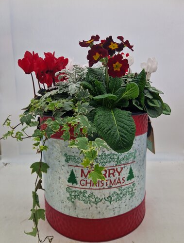 Christmas Drum Planter Medium 33cm