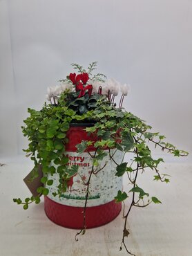 Christmas Drum Planter Small 27cm