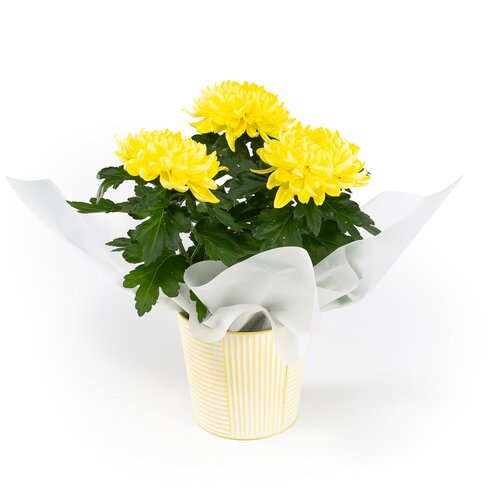 Chrysanthemum Disbud in Zinc 14cm - image 1
