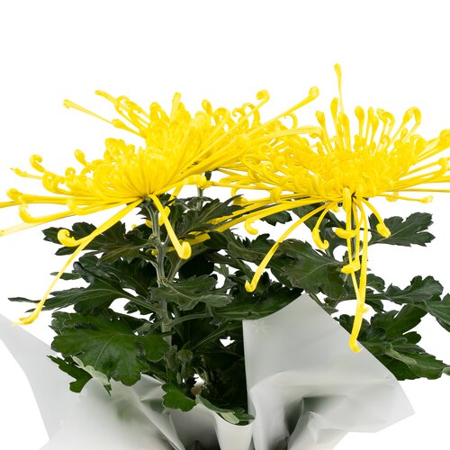 Chrysanthemum Fireworks Yellow In Zinc 14cm - image 2