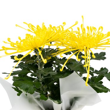 Chrysanthemum Fireworks Yellow In Zinc 14cm - image 2