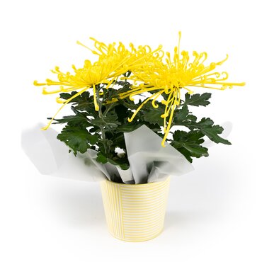 Chrysanthemum Fireworks Yellow In Zinc 14cm - image 1