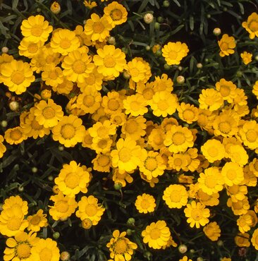 Chrysanthemum Gold Plate Six Pack