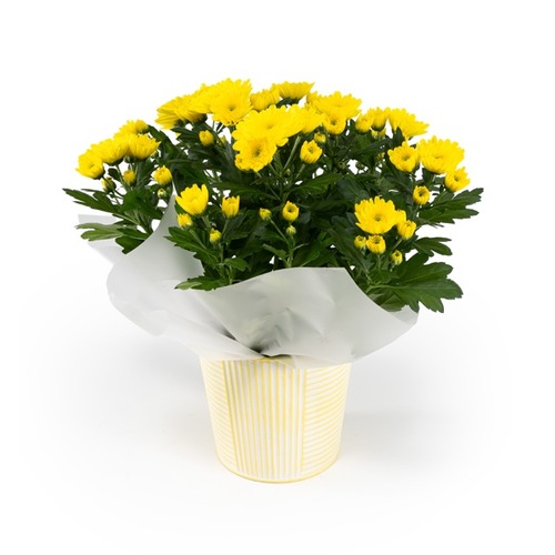 Chrysanthemum in Zinc 14cm