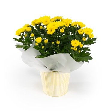 Chrysanthemum in Zinc 14cm