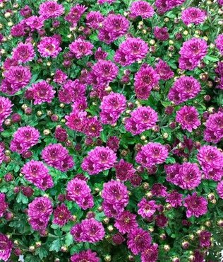 Chrysanthemum Purple 2 Litre