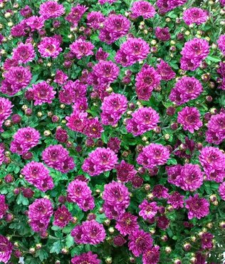 Chrysanthemum Purple 5 Litre