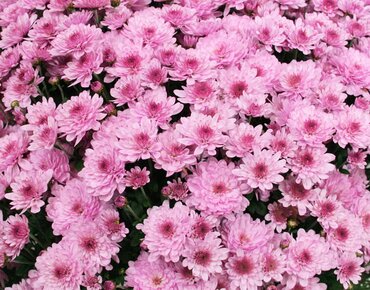 Chrysanthemum Rose Jumbo Six Pack