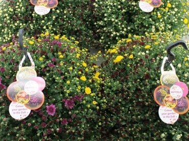 Chrysanthemum Skyfall Hanging Basket 21cm