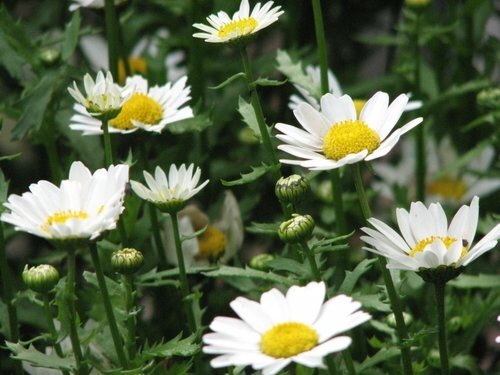 Chrysanthemum Snowland Jumbo Six Pack