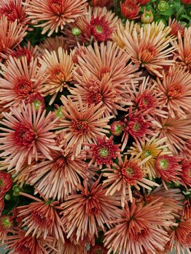 Chrysanthemum Spider Bronze 2 Litre