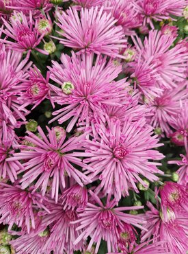 Chrysanthemum Spider Dark Pink 2 Litre
