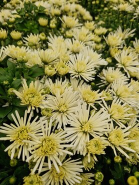 Chrysanthemum Spider White 2 Litre