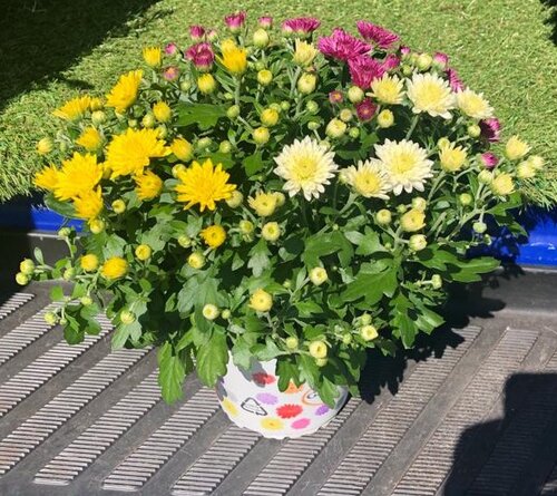 Chrysanthemum Trio (carnival) 13cm