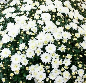 Chrysanthemum White Jumbo Six Pack