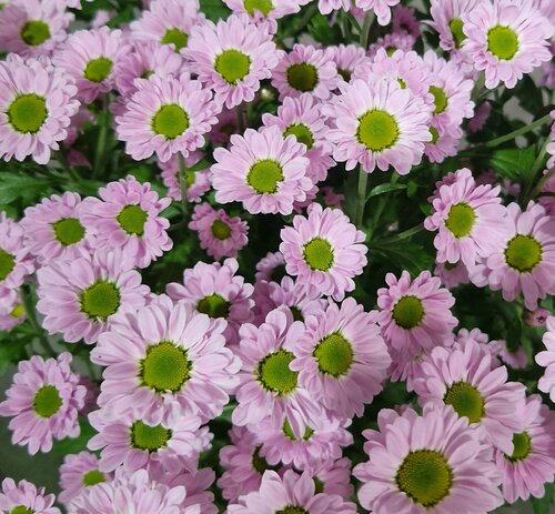 Chrysanthemum Wild Bouquet Pink 19cm