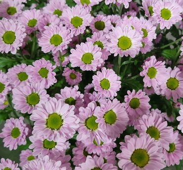 Chrysanthemum Wild Bouquet Pink 19cm
