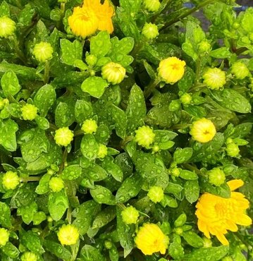 Chrysanthemum Yellow 5 Litre