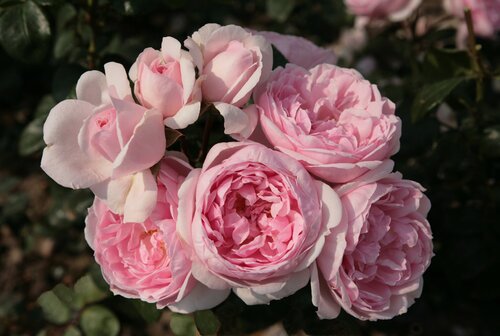 Cinderella 4.5 Litre - image 1
