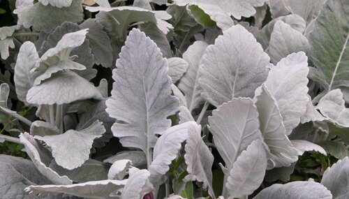 Cineraria Cirrus 10.5cm