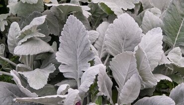 Cineraria Cirrus Jumbo Six Pack