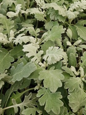 Cineraria Silver Leaf Six Pack