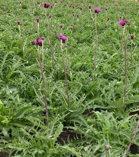 Cirsium Atropurpurea 3 Litre