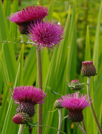 Cirsium Trevors Blue Wonder 3 Litre