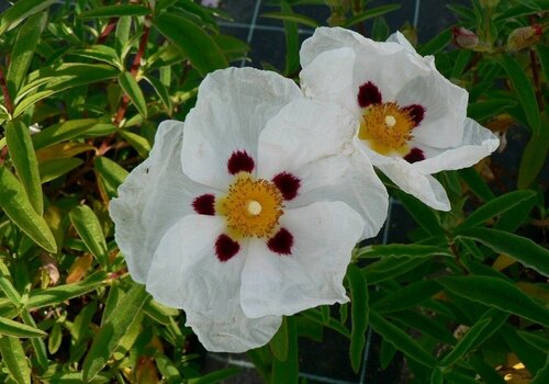 Cistus Alan Fradd 3 Litre - image 1