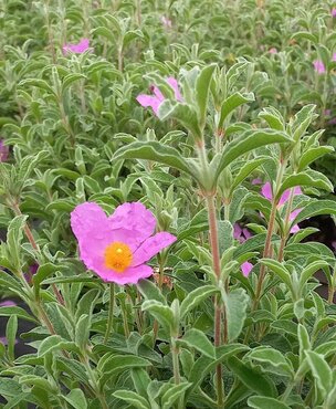 Cistus Creticus 3 Litre - image 1