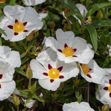 Cistus Decumbens 3 Litre