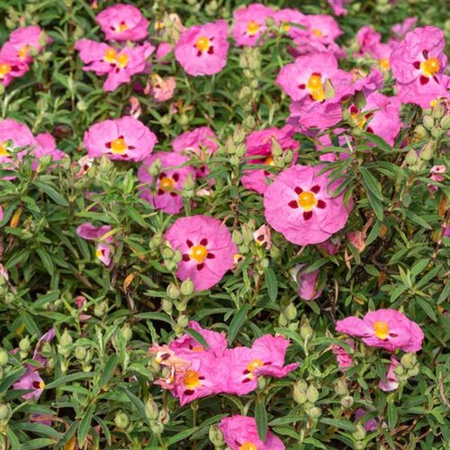 Cistus Purpureus 3 Litre