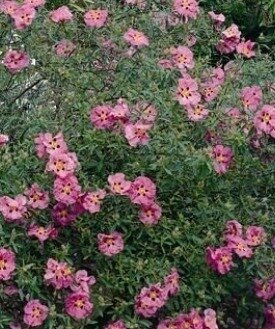 Cistus purpureus 7.5 Litre - image 1
