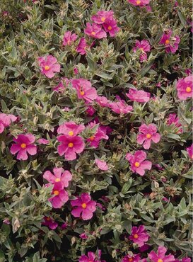Cistus Sunset 3 Litre - image 1