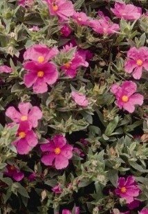 Cistus Sunset 7.5 Litre - image 1