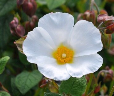 Cistus Thrive 3 Litre - image 3
