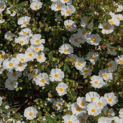 Cistus X Corbariensis 3 Litre
