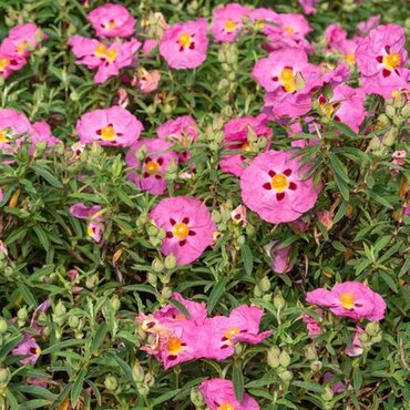 Cistus X Purpureus 3 Litre