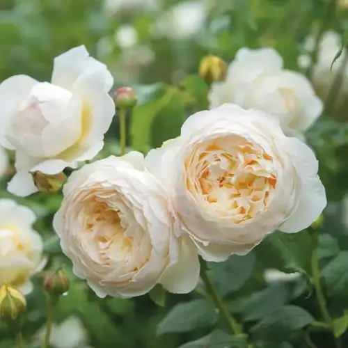 Claire Austin Climbing Rose 6 Litre - image 1