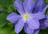 Clematis