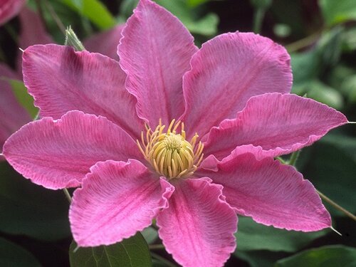 Clematis Abilene 3 Litre