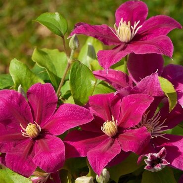 Clematis Acropolis 3 Litre